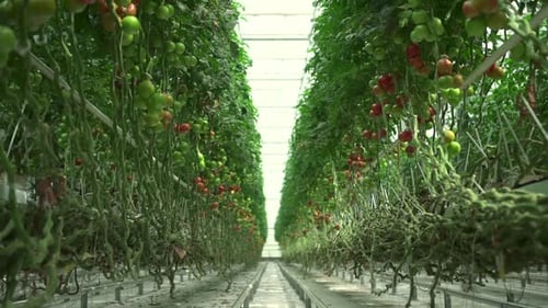 Greenhouse Tomatoes on Farm Grown Using Hydroponics Technology Spbd
