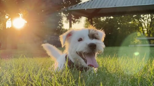 Cute Dog Relaxes in the Grass at Sunset