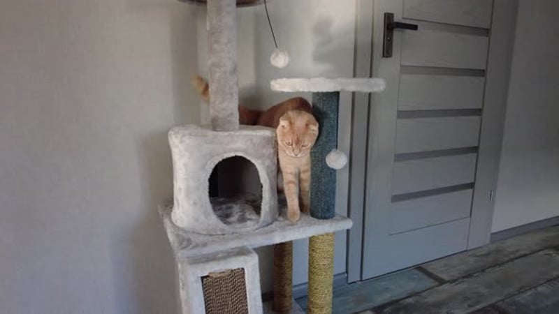 Animated Black and White Cat Walking Loop with Alpha Channel ...