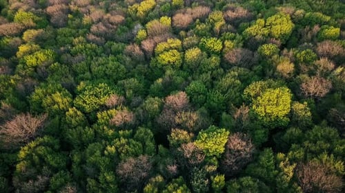 Aerial shot top view of summer green Coniferous and deciduous trees. Drone video.