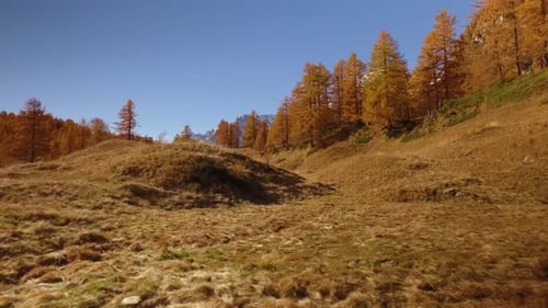 POV Walking on Fall Fields Path Near Trees