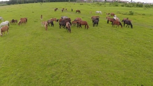 Eine Pferdeherde grast auf einer grünen Wiese entlang des Flusses