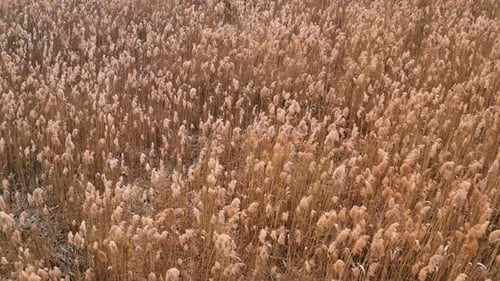 Golden Field of Tall Grass Swaying in Wind