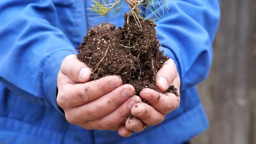 Closeup of Male Hands Holding Pine Sapling in the Ground