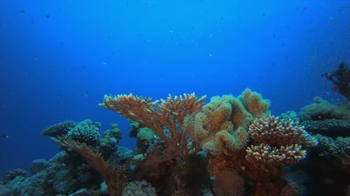 Underwater Sea Tropical Marine Reef