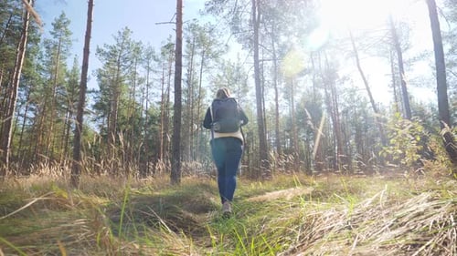 Slow Motion Video From Low Point on Young Woman Hiking in Forest and Walking on Path Through Big
