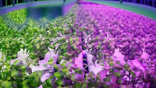 Hydroponic in the greenhouse. Herb plantation with watering system. Purple light