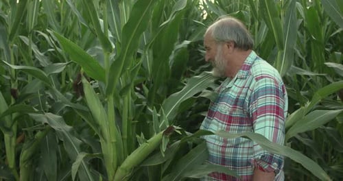 Happy Senior Farmer Rejoices From Good Corn Harvest, Smiles at Camera in Field