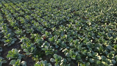 Kohlplantage, Bewegung nach rechts
