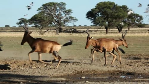 Red Hartebeest And Doves - Kalahari Desert