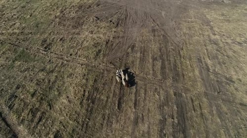 Hochwinkelaufnahme einer kleinen Schafherde, die auf dem Feld herumläuft