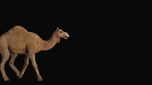 Camel Walk Over The Screen