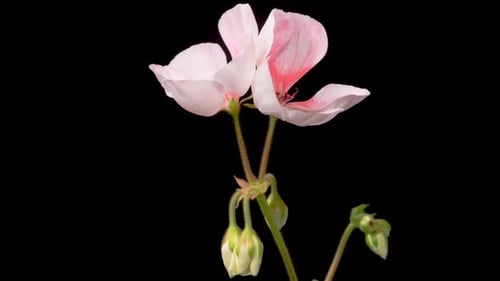 Pink Flowers Blooming in Time-Lapse