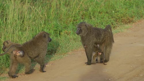 Baboons with infants
