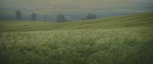 Green wheat stalks blow in the wind. Beautiful calm landscape