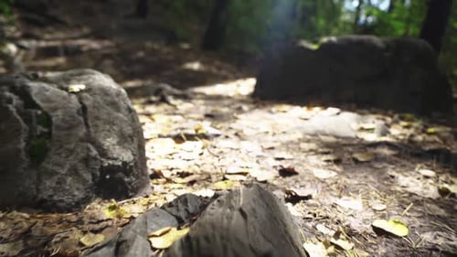 camera movement along a forest path