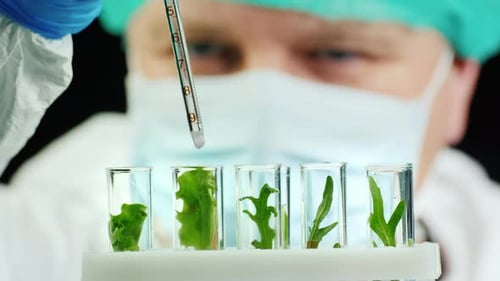 Scientist Conducts Research with Plants in Lab