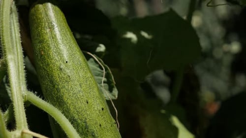Gourd family Cucurbitaceae in the garden 4K 2160p 30fps UltraHD footage - Green organic creeping pl
