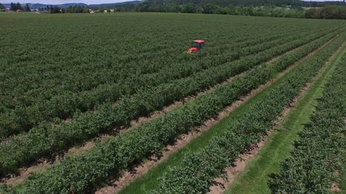 Tractor mowing and spraying blueberry field
