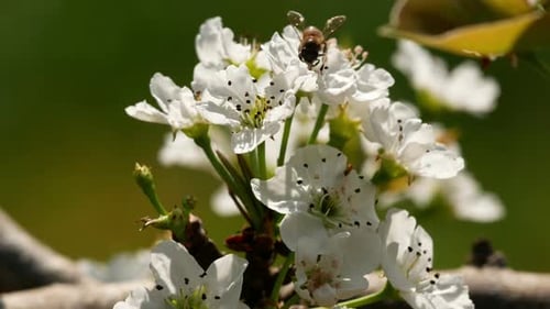 Bee Pollinating White Blossoms in Spring Close Up