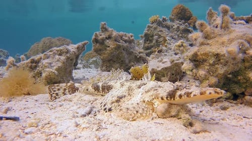 Tasseled Wobbegong Fish Camouflaged on Ocean Floor