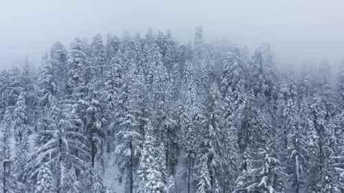 Snow Covered Evergreen Forest Aerial View in Winter