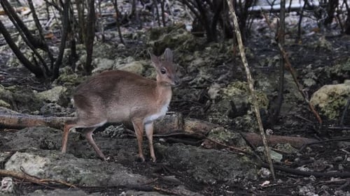 Forest Mini Antelope Duker Royal Antelope Tiniest Antelope at Zoo Zanzibar