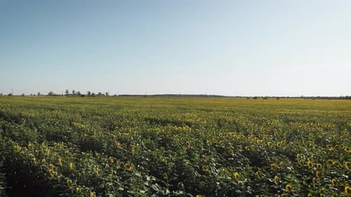 Vista aérea del campo de girasoles al atardecer. Muchas plantas en el campo agrícola