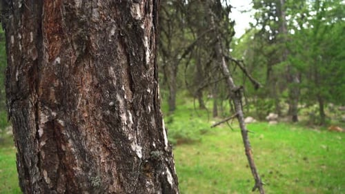 Pinienstamm im Wald