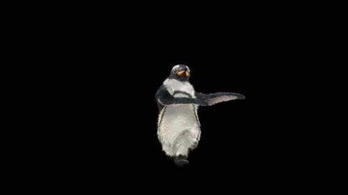 Pinguin tanzend HD