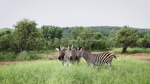 Plains zebra in Kruger National park, South Africa