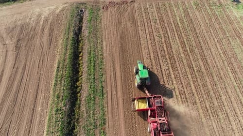 Harvesting Sugar Beets