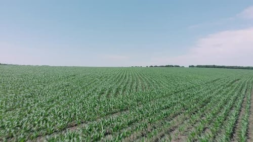 Drone flying over green crops field with blue clear sky on background.