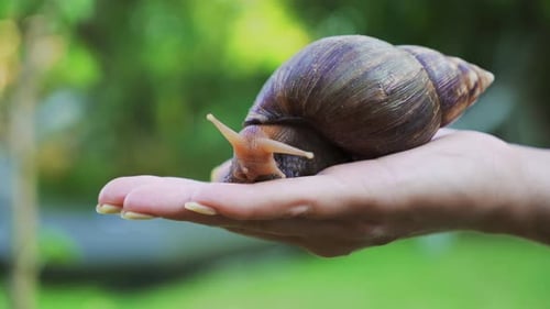 Caracol en la palma de una mujer