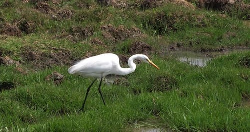 Elegant Great Egret Foraging in Grassy Marsh