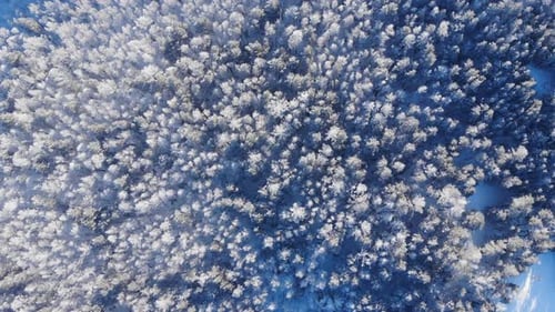 Aerial Shot of Winter Forest.