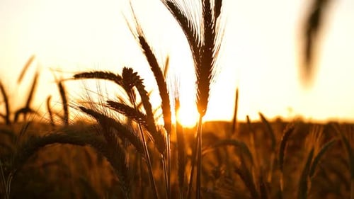 Golden Wheat Field at Sunrise or Sunset