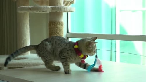 Playful Striped Kitten Engaged with a Feathery Toy