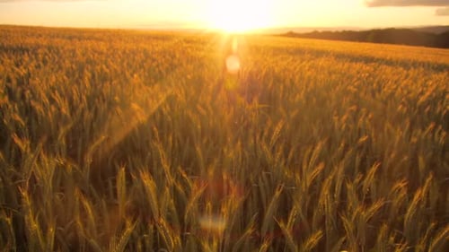 Golden Wheat Field at Sunset, Rural Beauty