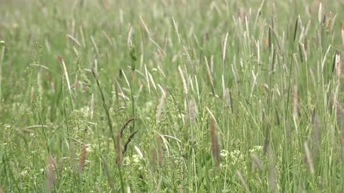 Paysage de prairie d'herbe verte non cultivée dans l'après-midi de printemps