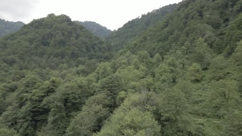 Mtirala National Park from drone, Adjara, Georgia. Flying over subtropical mountain forest