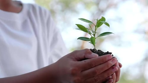 Young Asian girl hands holding small green tree to planting. Save the earth for planting forest