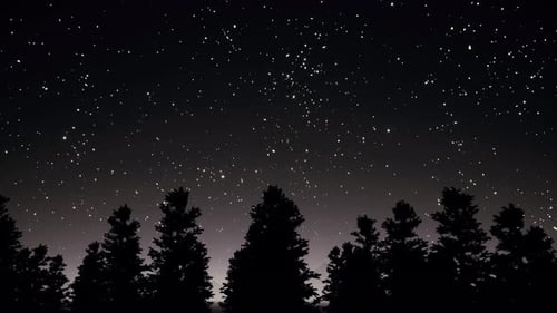Panorama de siluetas de árboles y cielo estrellado nocturno