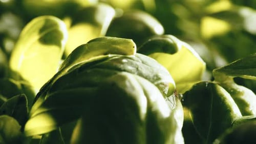 Macro View of Vibrant Green Basil Leaves