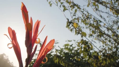 Sonnenlicht durch Blumen von Canna Indica (Indian Shot) Im Garten. Nahaufnahme