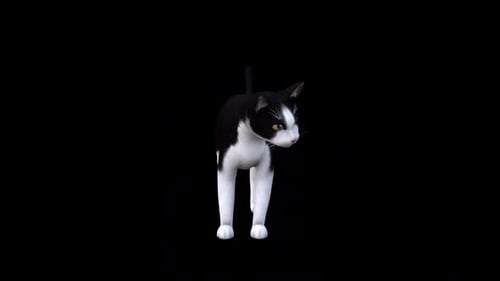 Schwarz-Weiß-Cat-İdle-Frontansicht