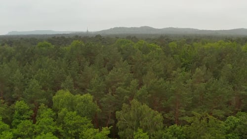 Low Aerial Flight Over Rich Green Tree Tops Forest with Overcast Foggy Sky and Mountain in the