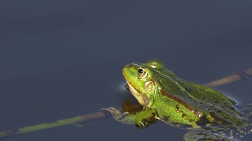 Green Frog