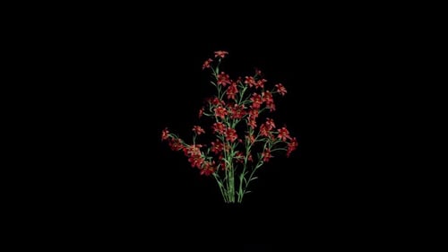 Realistic Red Lily Flowers Swaying in Gentle Breeze Animation