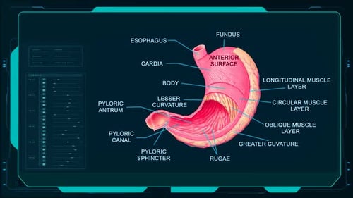 Futuristic HUD Human Stomach Anatomy Labeled Diagram
